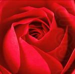 Red Rose, unknow artist